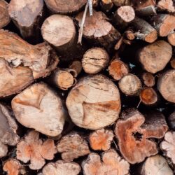 Closeup of Logs of Trees in Nature. Woodpile of cut Lumber for forestry industry. Wooden pattern